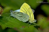 Cabbage White Butterfly